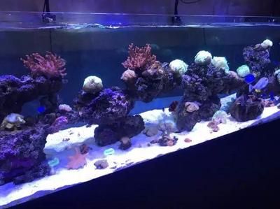 魚缸怎么放風(fēng)水好？掌握這7大原則，招財納福、家運興旺！
