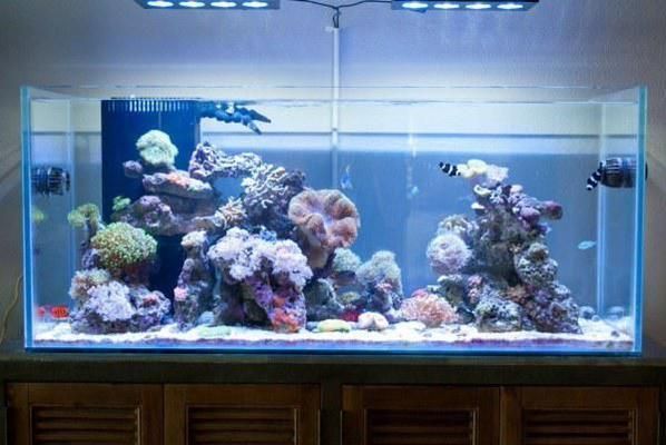 水族館加盟店排行前十名有哪些品牌的（亮點水族品牌發展歷程,） 水族館加盟店排行前十名有哪些品牌的（亮點水族品牌發展歷程,） 水族館百科（水族館加盟） 第5張