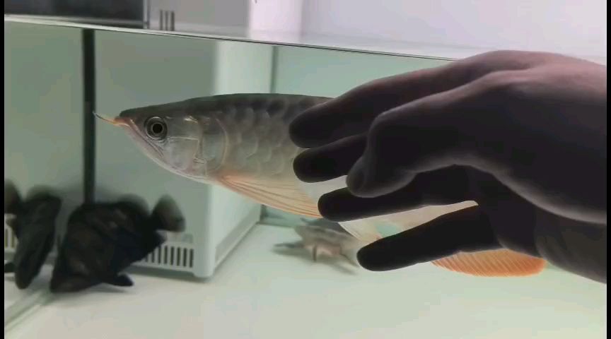 第二次低聲嘶啞的龍吟
