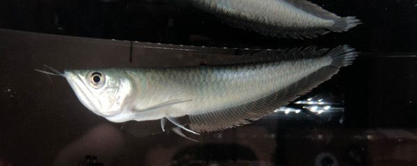 魚缸造景放什么風水好？打造旺財招福的風水魚缸