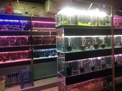 觀賞魚店鋪簡介怎么寫好看（張店區(qū)天順祥觀賞魚店鋪簡介吸引人的觀賞魚店鋪簡介）