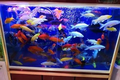 觀賞魚店鋪簡介怎么寫好看（張店區(qū)天順祥觀賞魚店鋪簡介吸引人的觀賞魚店鋪簡介）