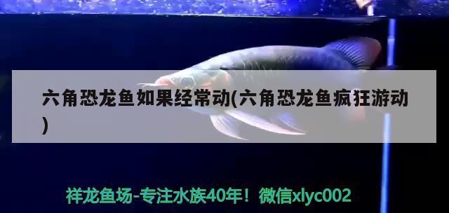 三間魚哪個品種最美（三間魚哪種最好看）