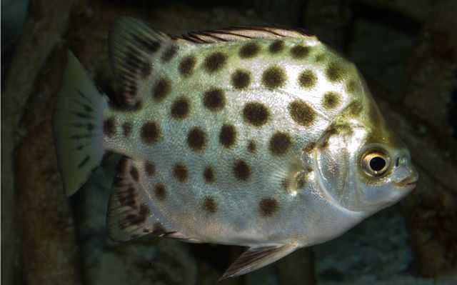 非洲金鼓魚生長速度（非洲金鼓魚生長速度較快一年可以長到1.7公斤左右）