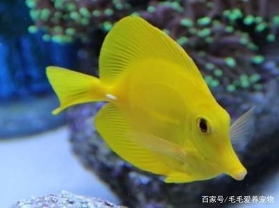 海南海水觀賞魚市場（海南海水觀賞魚養殖技術）