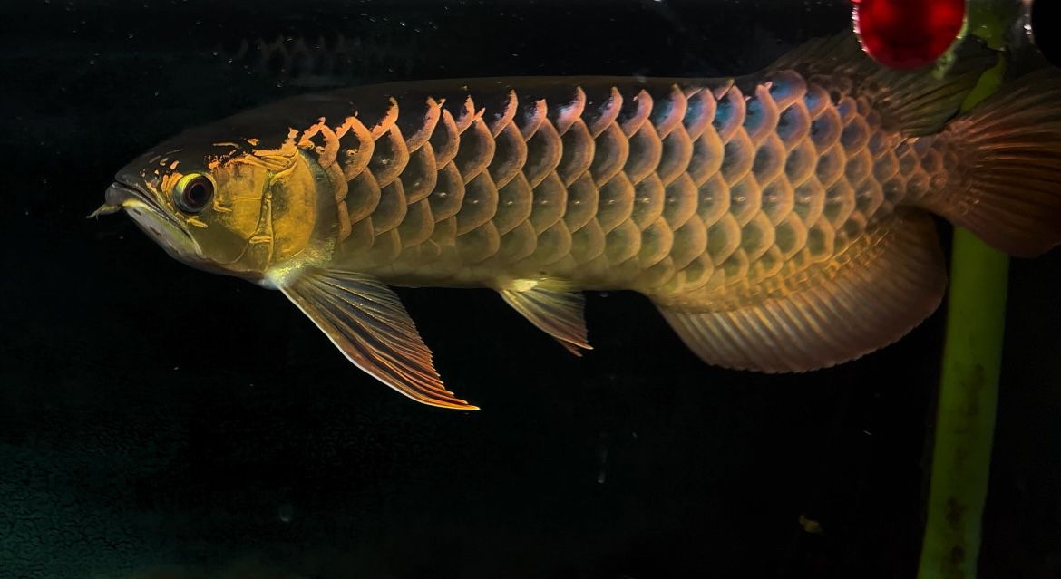 古典金龍——三巴旺