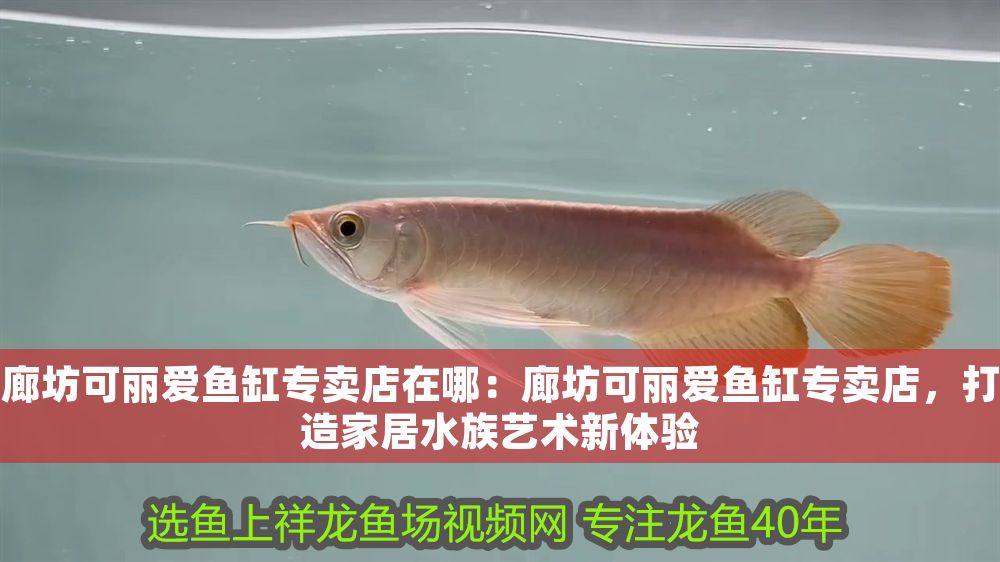 廊坊可麗愛魚缸專賣店在哪：廊坊可麗愛魚缸專賣店，打造家居水族藝術(shù)新體驗(yàn)