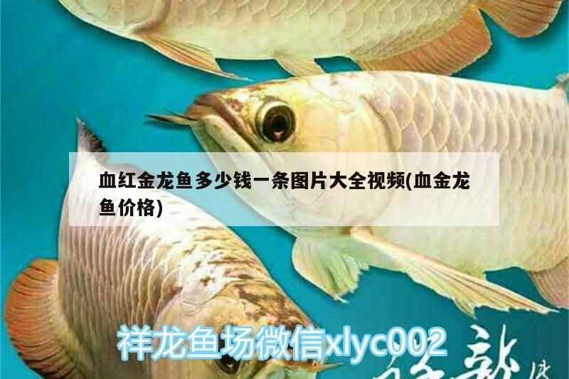 血紅金龍魚(yú)多少錢(qián)一條圖片大全視頻(血金龍魚(yú)價(jià)格)