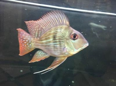 元寶鳳凰魚怎么養的好看一點呢：元寶鳳凰魚最佳觀賞狀態