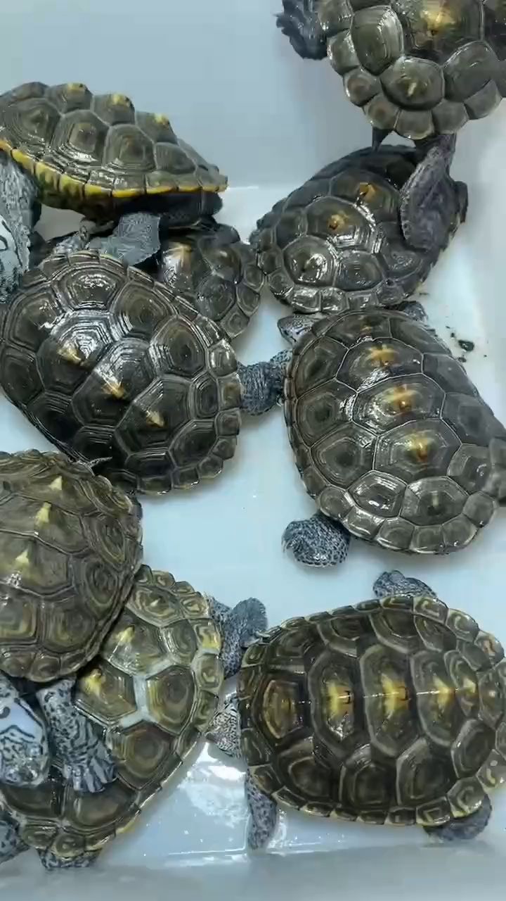 鉆紋大花碌 寵物龜