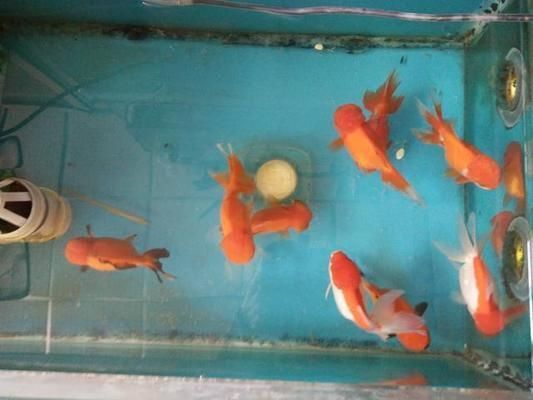 白鯊魚觀賞魚不愛游什么原因呢（觀賞魚不喜歡游動的原因） 白鯊魚觀賞魚不愛游什么原因呢（觀賞魚不喜歡游動的原因） 一方水族 第2張