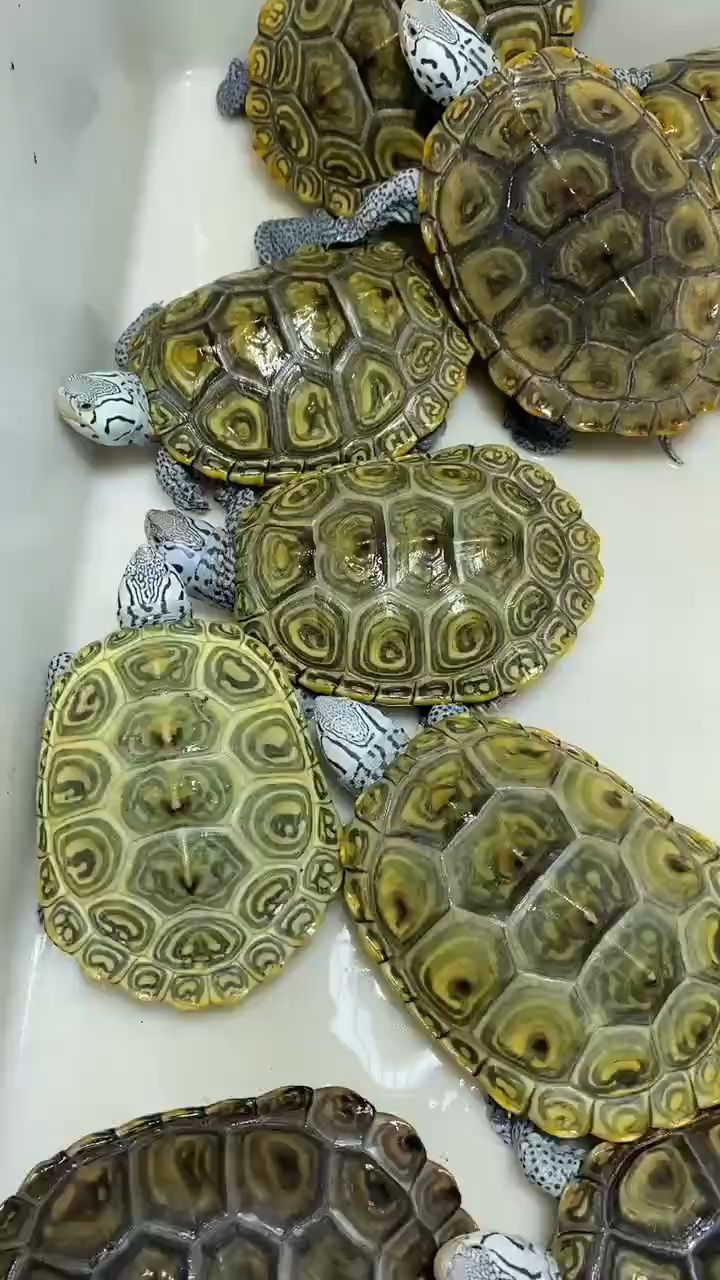 烏龜