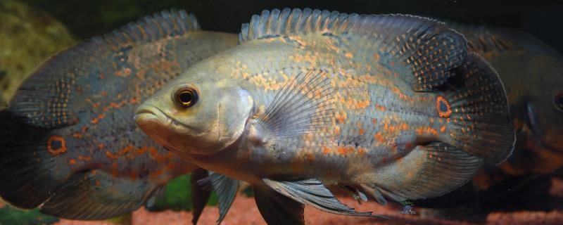 金魚缸壞了怎么修理圖解（金魚缸壞了怎么修理圖解法）