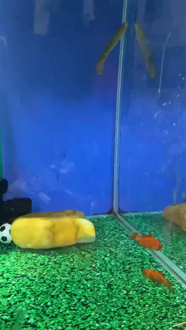 新年快樂