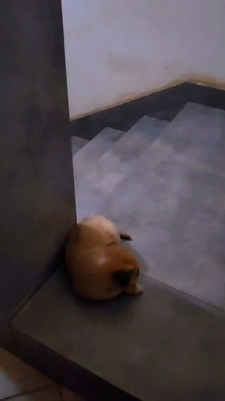 中華田園犬三個狗崽到家記錄。