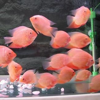 觀賞魚養殖公司排名榜（觀賞魚養殖公司排名）