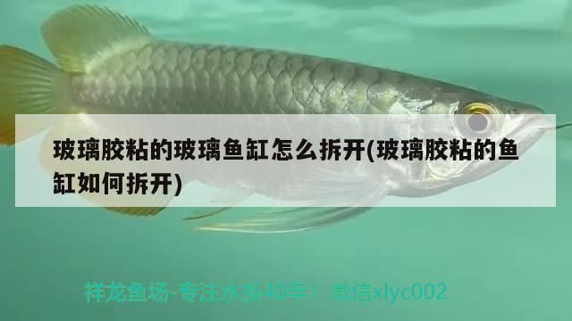 玻璃膠粘的玻璃魚缸怎么拆開(玻璃膠粘的魚缸如何拆開)