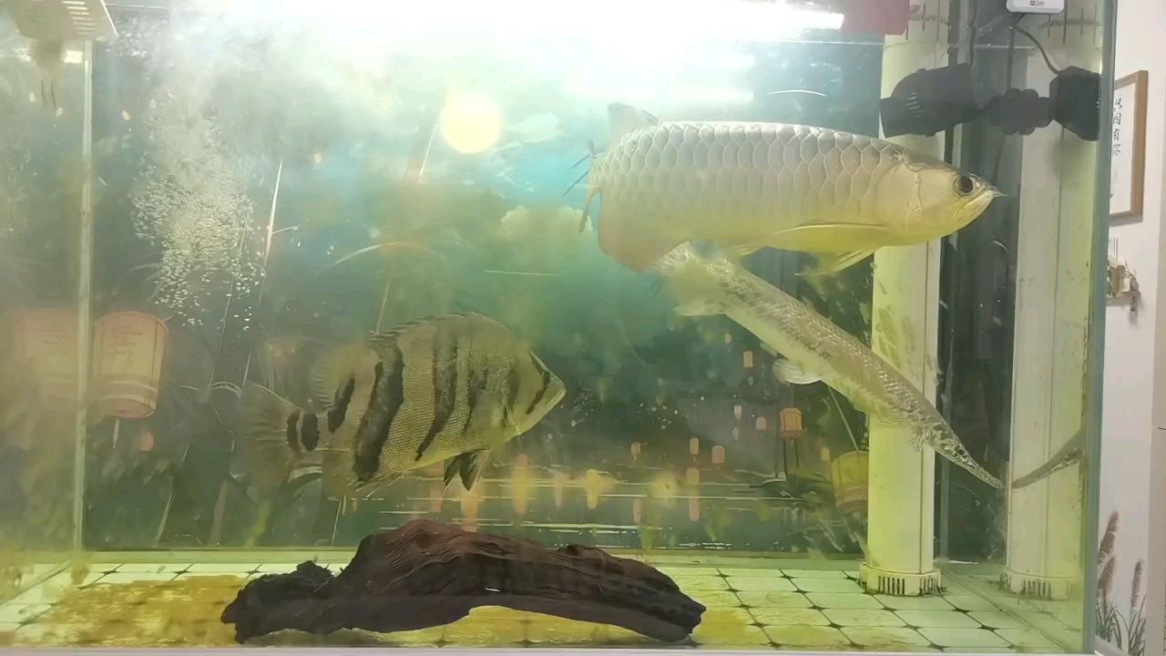 四年多了，狀態越來越好了，今天給魚缸加了新背景，又加了一根沉木。