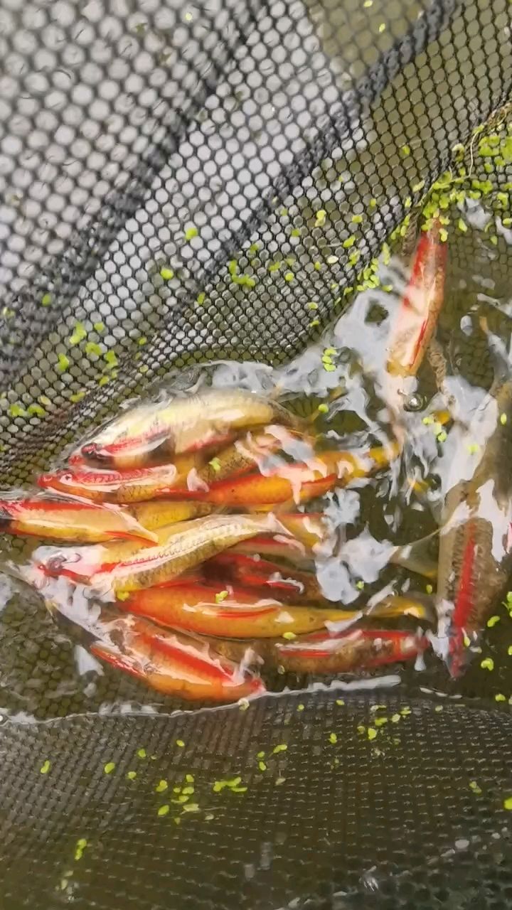 黃金一眉