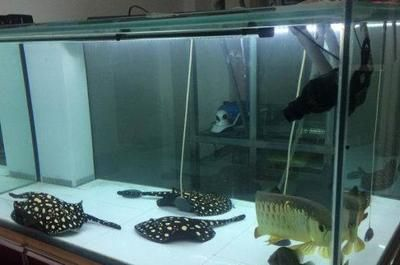 魟魚過水方法有哪些視頻：魟魚過水方法 魟魚過水方法有哪些視頻：魟魚過水方法 魟魚百科 第1張