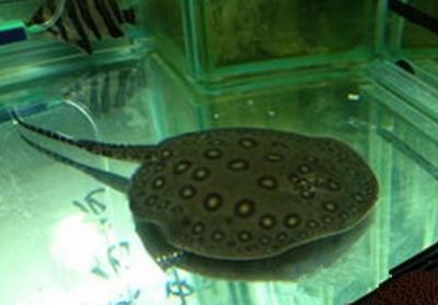 魟魚過水方法有哪些視頻：魟魚過水方法 魟魚過水方法有哪些視頻：魟魚過水方法 魟魚百科 第2張
