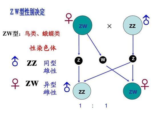 有野生龍魚嗎視頻講解大全：探尋自然水域，有野生龍魚嗎？視頻講解揭秘神秘水族