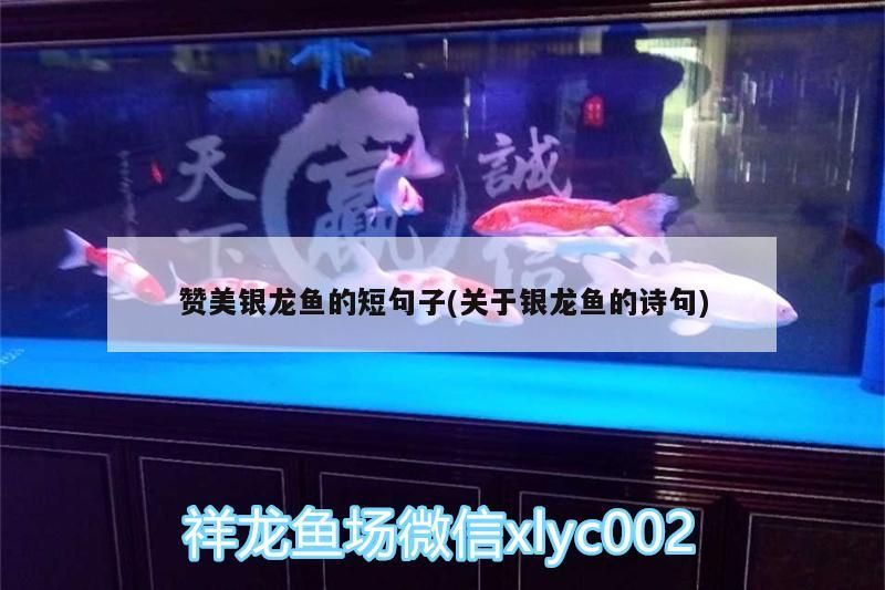 贊美銀龍魚的短句子(關于銀龍魚的詩句)