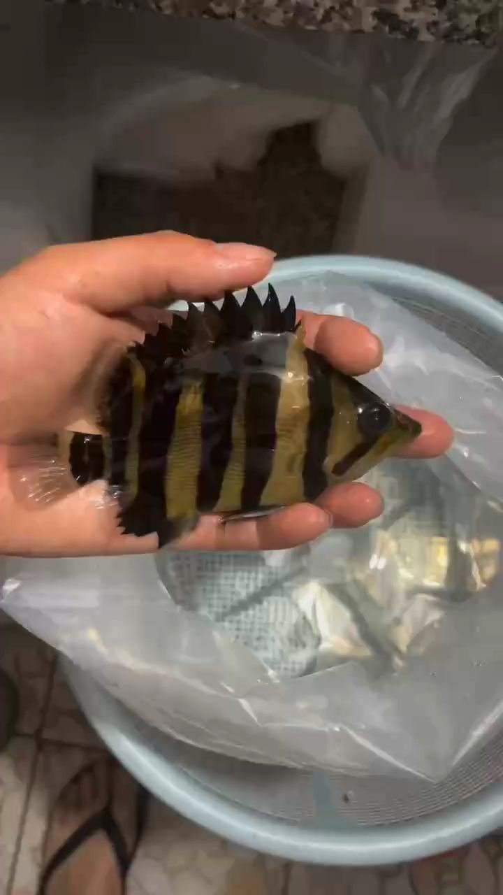 虎紋恐龍魚圖片欣賞大全（虎紋恐龍魚的體色變化是否與其生活環(huán)境有關(guān)，需要注意哪些參數(shù)）