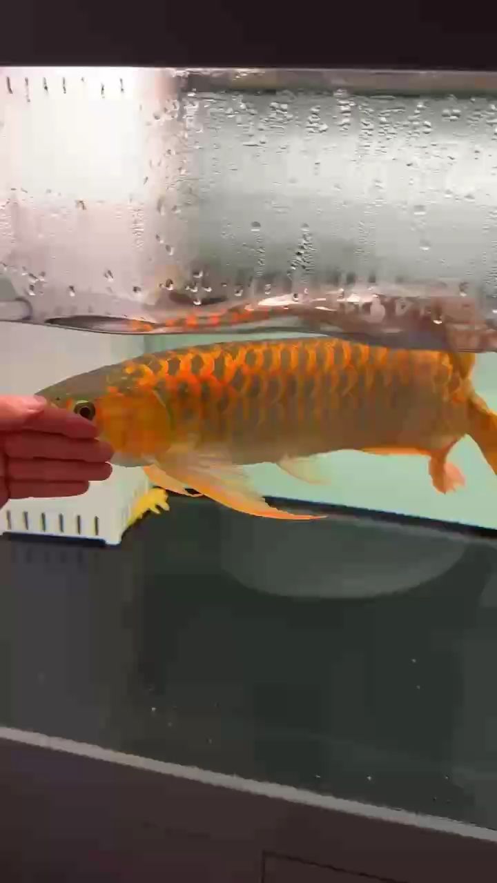 吃