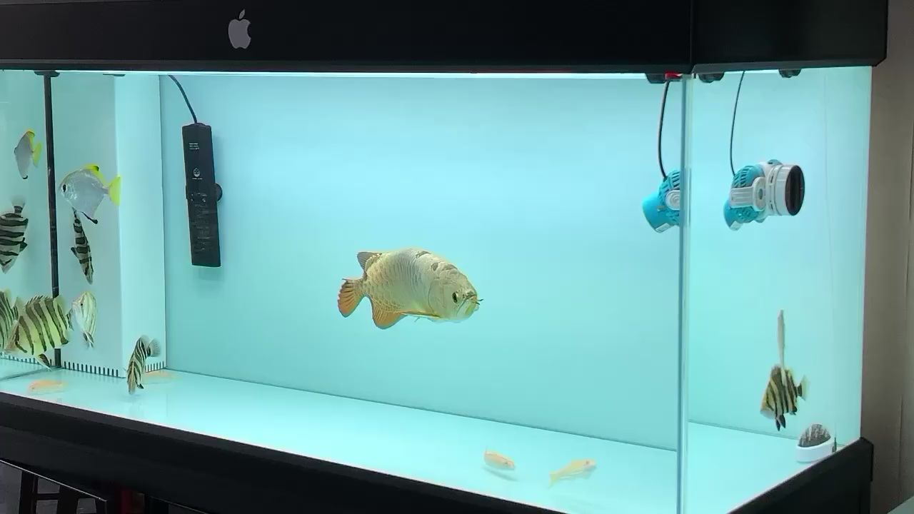 萬物皆靈性你能感覺到魚向你示意嗎？