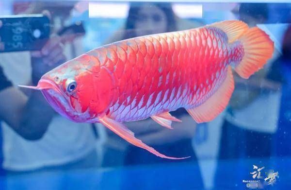 有野生龍魚嗎視頻播放大全：探尋野生龍魚的神秘世界，有野生龍魚嗎？視頻背后的真相與探索