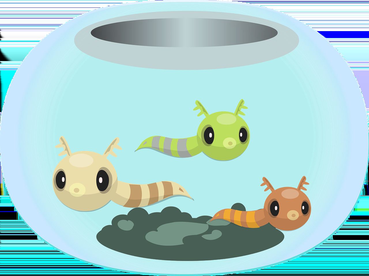 魚缸養魚的品種圖片及名稱（魚缸養魚的品種圖片及名稱介紹）