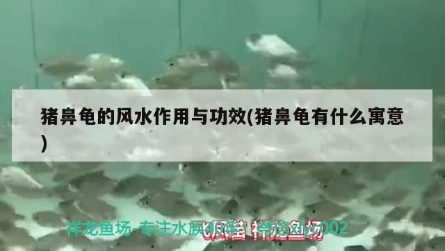 豬鼻龜的風水作用與功效(豬鼻龜有什么寓意)