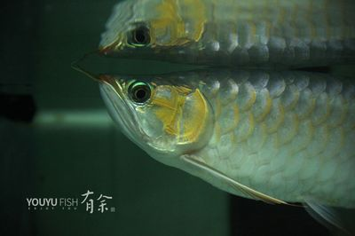 魟魚底部長黑色的東西是什么：魟魚底部長黑色東西是什么？