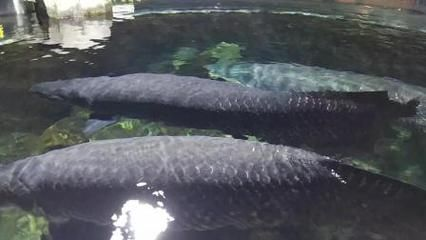 海象魚爆缸王（海象魚和爆缸王的飼養技巧海象魚的飼養技巧和技巧）