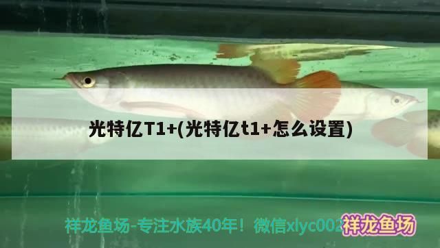 光特億T1+(光特億t1+怎么設置)