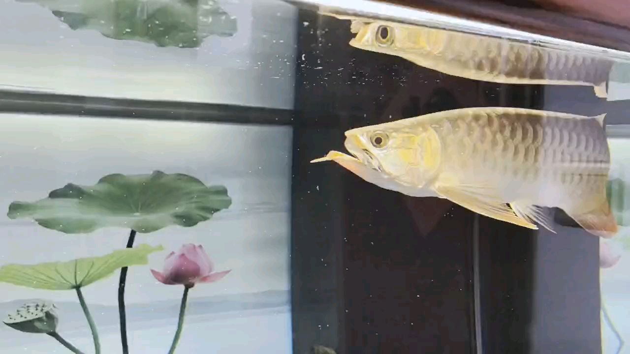 合體了