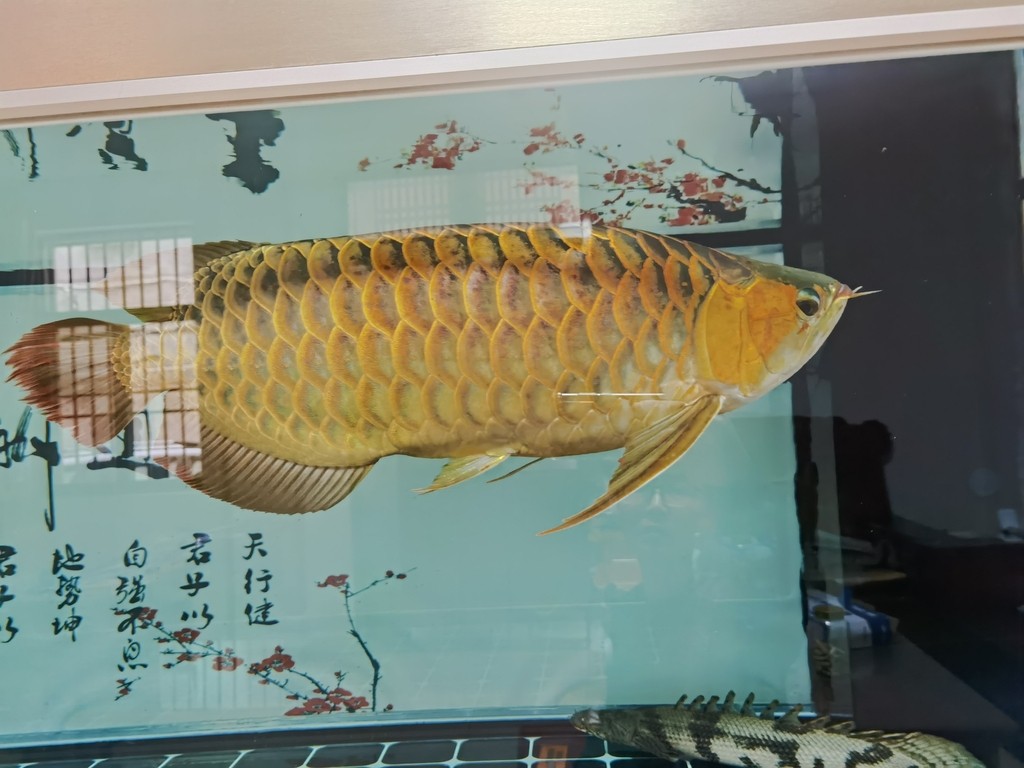 龍魚和魟魚混養的注意事項，七彩神仙和龍魚混養在水質管理上是一個挑戰