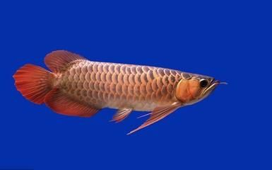 過背金龍魚能長多大圖片：過背金龍魚能長多大