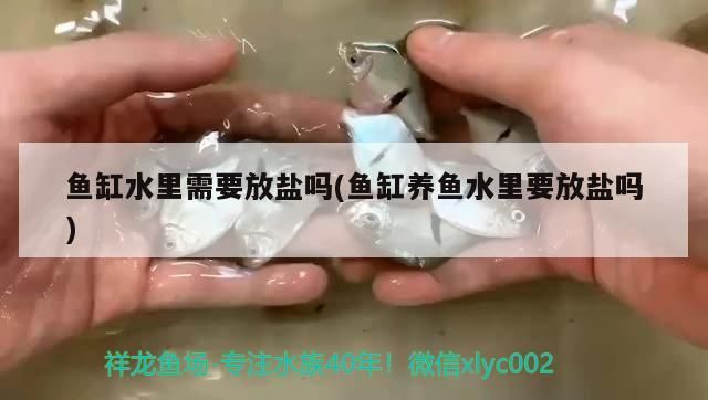 魚缸水里需要放鹽嗎(魚缸養魚水里要放鹽嗎)