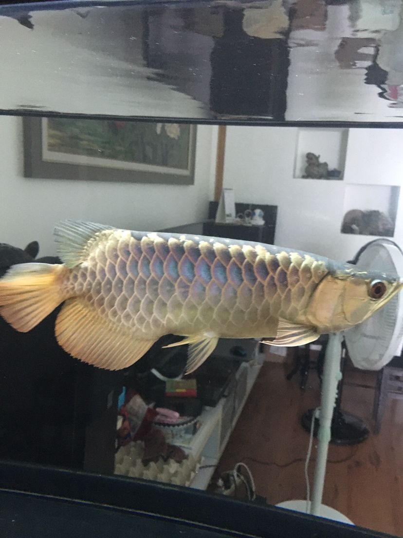 襄樊觀賞魚市場仟湖金龍 襄樊觀賞魚市場仟湖金龍 仟湖 第4張