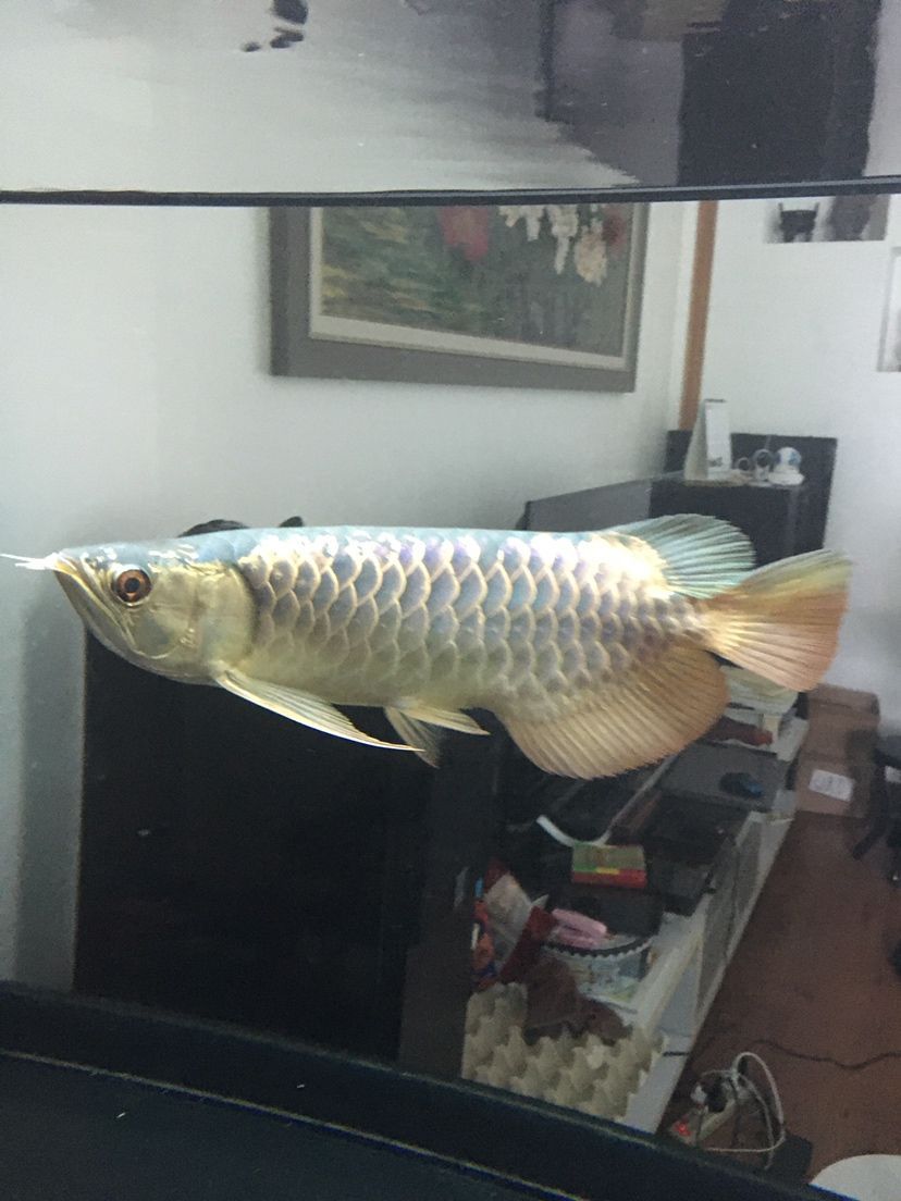 襄樊觀賞魚市場仟湖金龍 襄樊觀賞魚市場仟湖金龍 仟湖 第5張