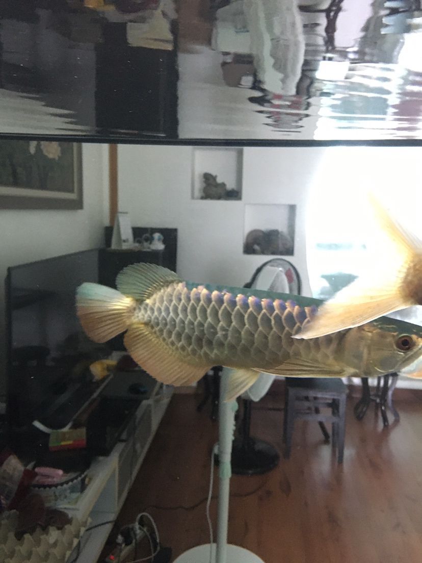 襄樊觀賞魚市場仟湖金龍 襄樊觀賞魚市場仟湖金龍 仟湖 第6張