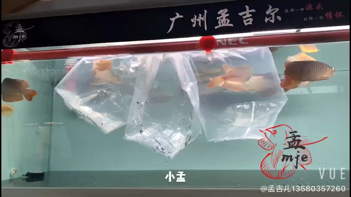 孟吉爾～小孟紅外線F1