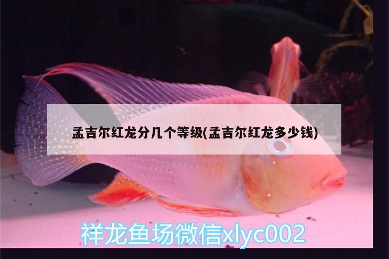 孟吉爾紅龍分幾個等級(孟吉爾紅龍多少錢)