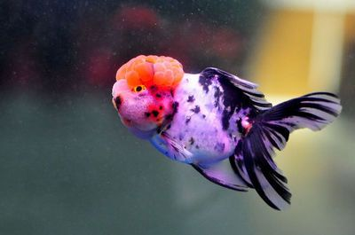 互動性最好的觀賞魚排名第2（揭秘羅漢魚的靈性與挑戰）
