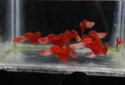 互動性最好的觀賞魚排名第2（揭秘羅漢魚的靈性與挑戰）