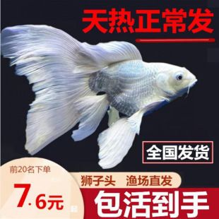 普直蝴蝶鯉（普身蝴蝶鯉的飼養(yǎng)與特點）