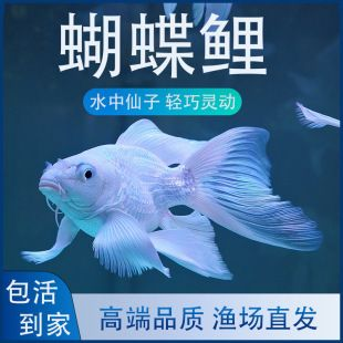 普直蝴蝶鯉（普身蝴蝶鯉的飼養與特點）