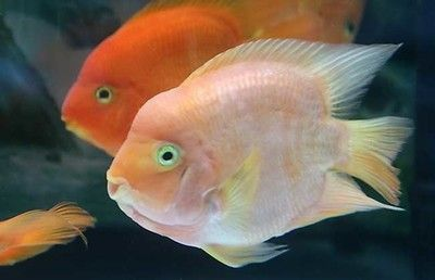 觀賞魚進(jìn)出口規(guī)定（全球觀賞魚市場(chǎng)的趨勢(shì)與挑戰(zhàn)全球觀賞魚市場(chǎng)的趨勢(shì)與挑戰(zhàn)）